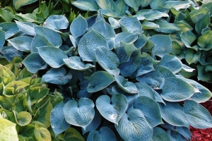 Halcyon, Hosta